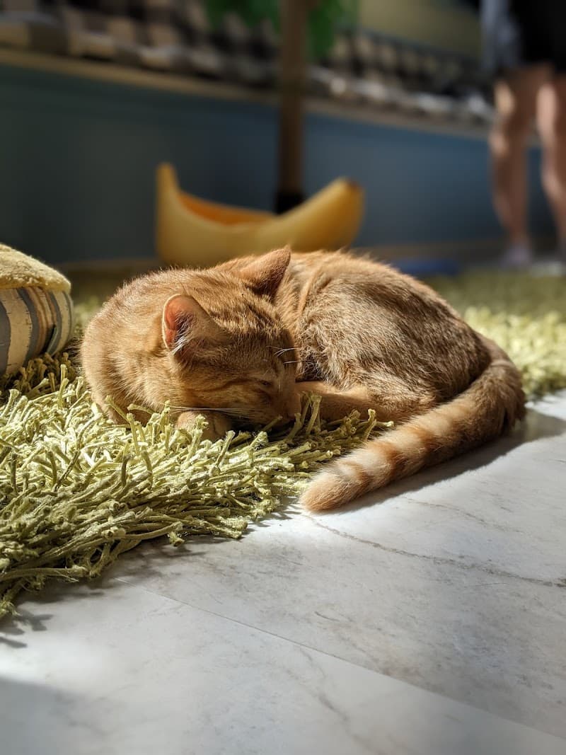 Cat Daddy's Cat Café - Photo 2