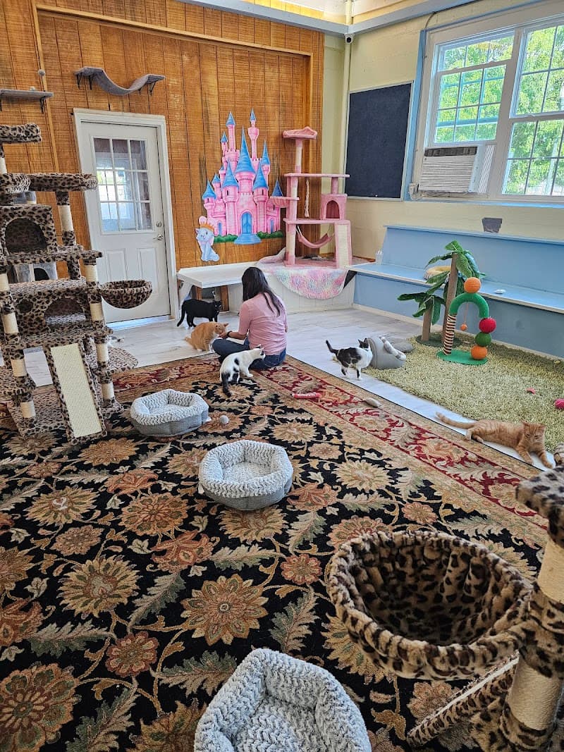 Cat Daddy's Cat Café - Photo 3